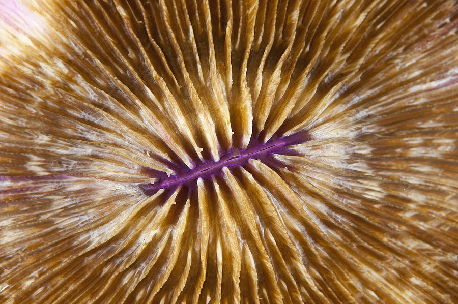 Mushroom Coral #2 Photograph by Andrew J. Martinez