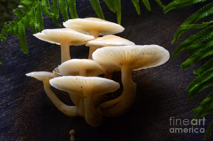 Fall Photograph - Mushrooms #3 by Bob Christopher