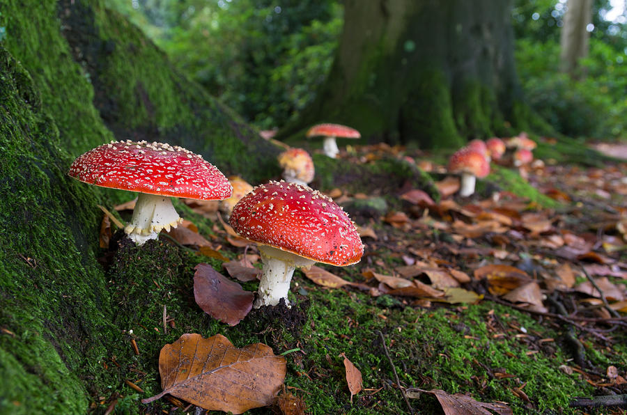 Mushrooms In Forest Photograph by Hans Engbers