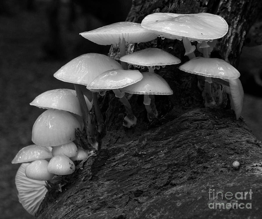 Mushrooms #3 Photograph by Inge Riis McDonald