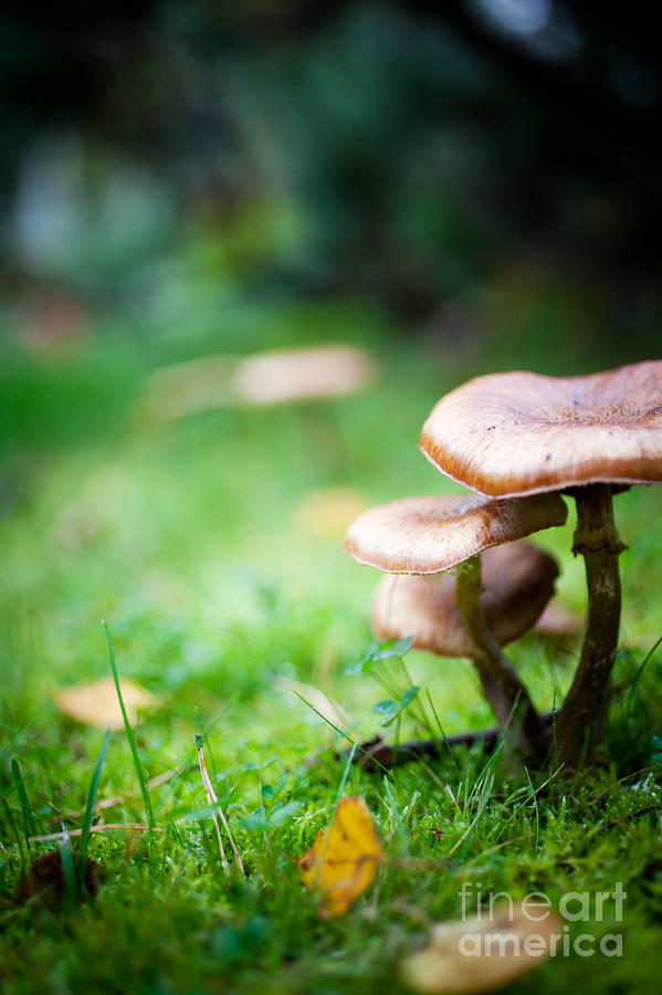 Nature Photograph - Mushrooms #2 by Kati Finell
