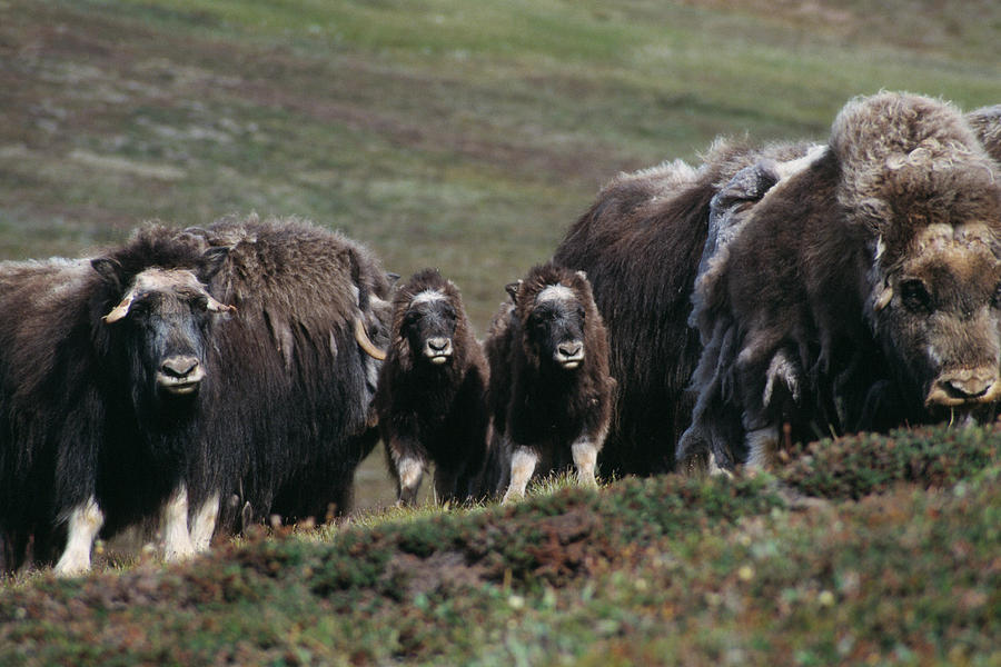 Musk Oxen Photograph by Simon Fraser/science Photo Library - Fine Art ...