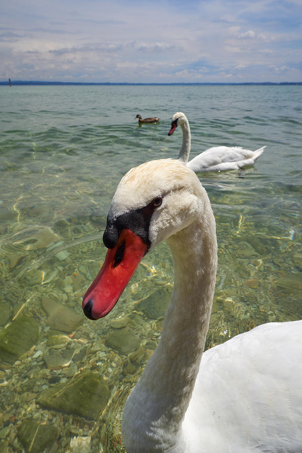 Mute swan. Sirmione. Lago di Garda #2 Photograph by Jouko Lehto