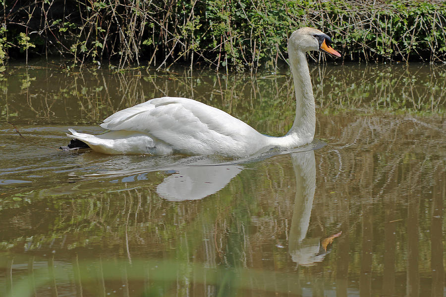 Mute swan #2 Photograph by Tony Murtagh