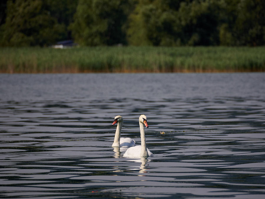 Mute Swans. Lago di Iseo #2 Photograph by Jouko Lehto