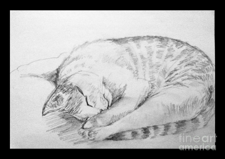 My pet cat #2 Drawing by Asha Sudhaker Shenoy