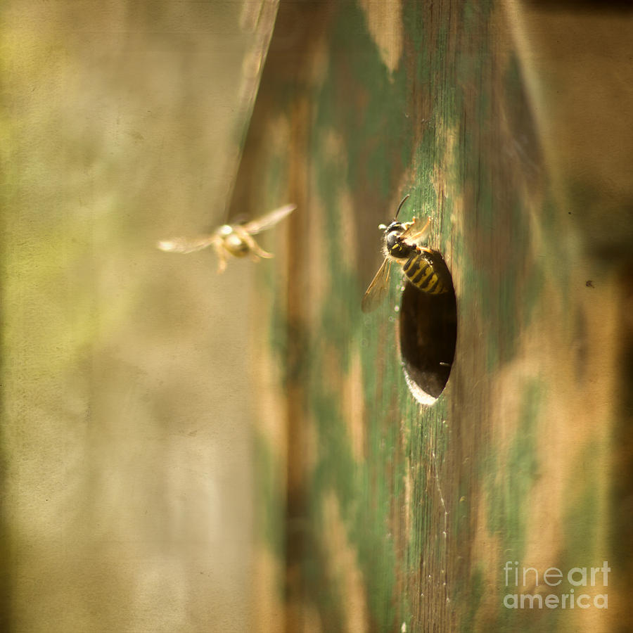 My pet wasps #2 Photograph by Ang El