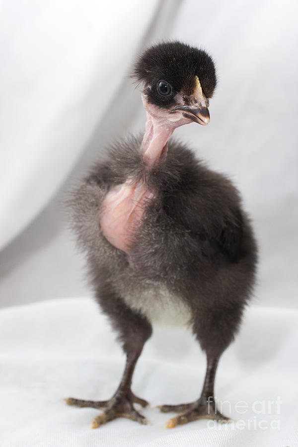 Naked Neck Chick #1 Photograph by Jeannette Hunt
