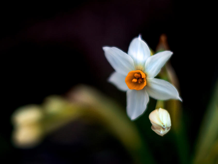 Narcissus tazetta #2 Photograph by Stelios Kleanthous