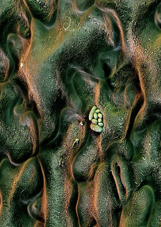 Nature Photograph - Nasturtium Leaf Surface #2 by Stefan Diller