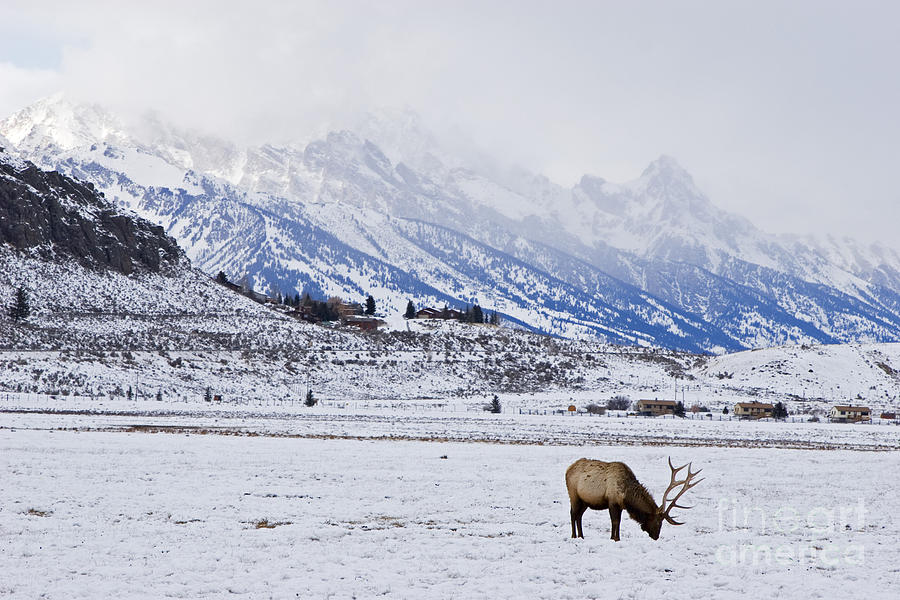 National Elk Refuge #2 Photograph by Jim West