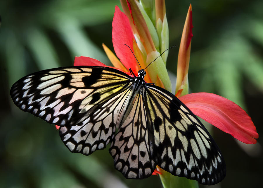 Nature's Treasures Photograph by Saija Lehtonen - Fine Art America