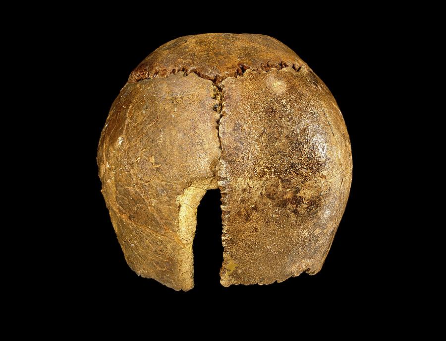 Neanderthal Cranium #2 Photograph by Natural History Museum, London/science Photo Library