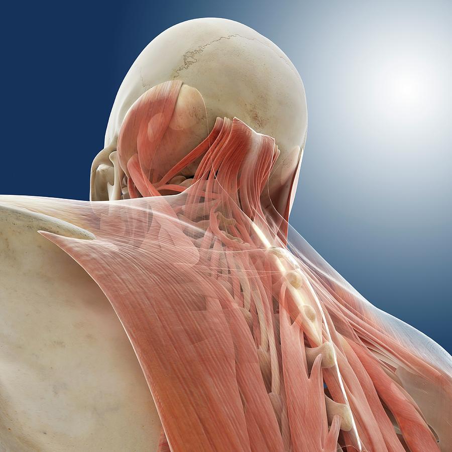 Neck Muscles Photograph By Springer Medizinscience Photo Library