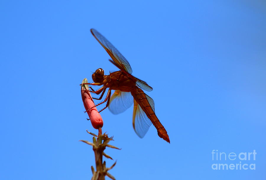 Nectar Feeding Red Dragonfly Photograph by Christiane Schulze Art And Photography