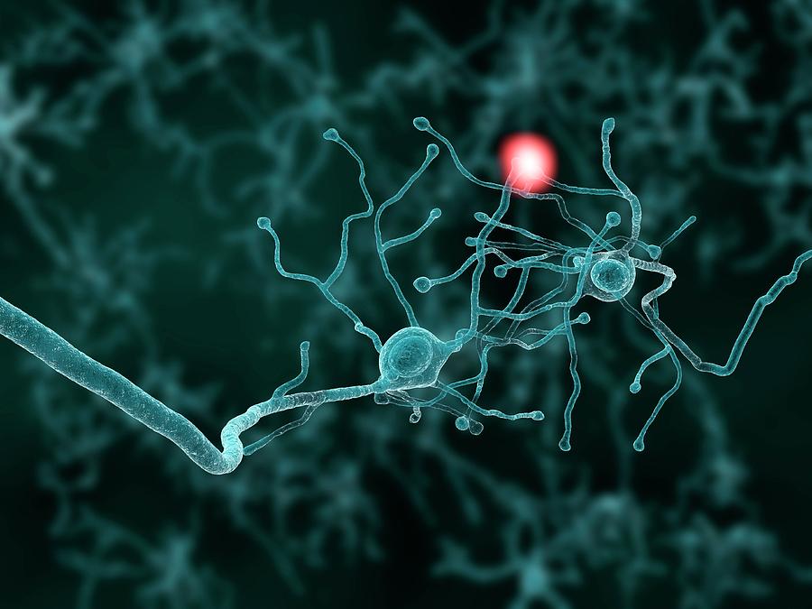 Nerve Cells, Artwork #2 Photograph by Juan Gaertner