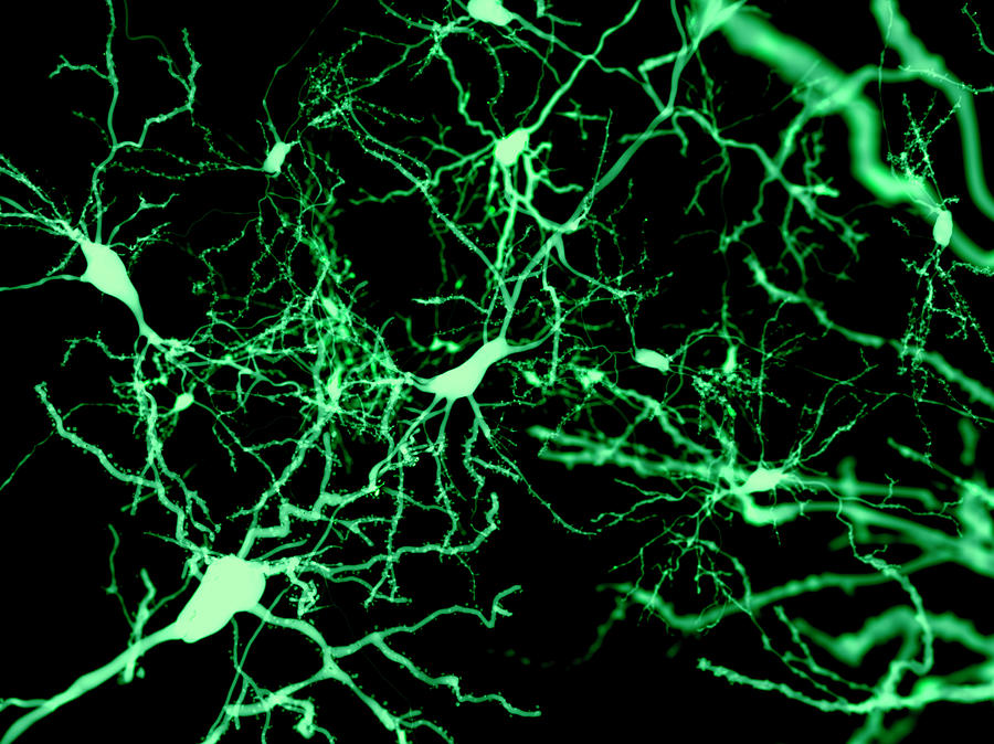 Nerve Cells, Illustration #2 Photograph by Juan Gaertner