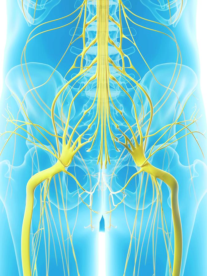 Nerves In Hip Photograph by Sciepro