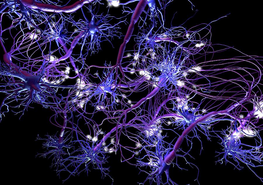 Nerve Cell Photograph - Neural network, artwork #2 by Science Photo Library
