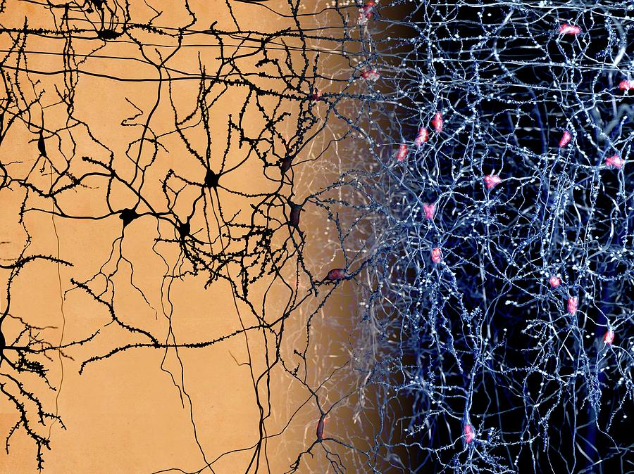 Neuron Network, Artwork #2 Photograph by Juan Gaertner