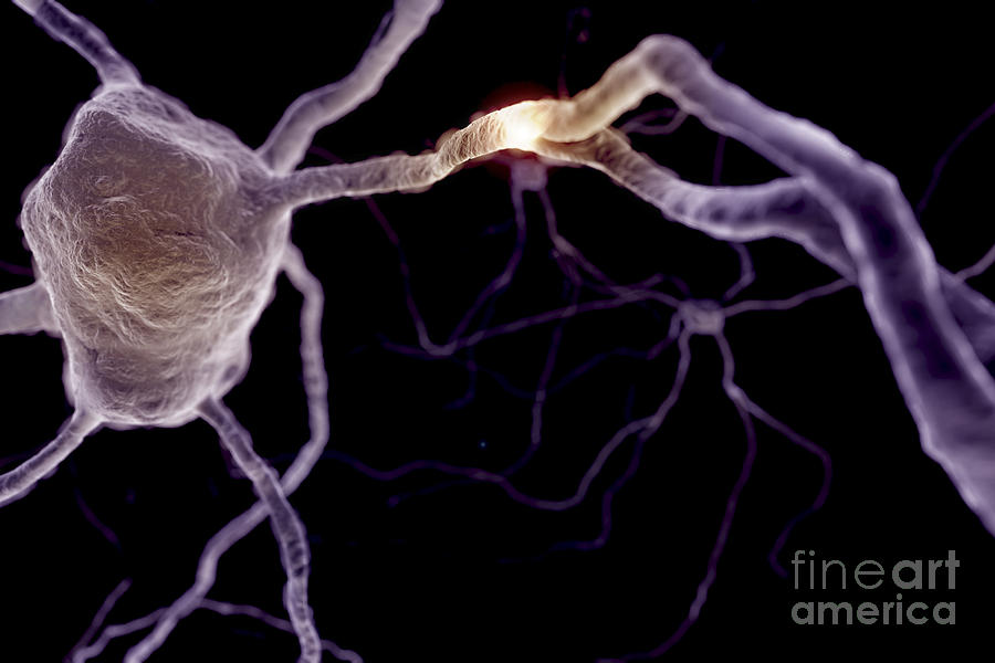 Neurons #2 Photograph by Science Picture Co