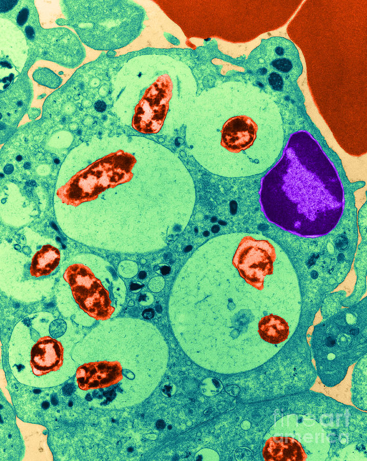 Neutrophil Ingesting Bacteria Tem #2 Photograph by David M. Phillips