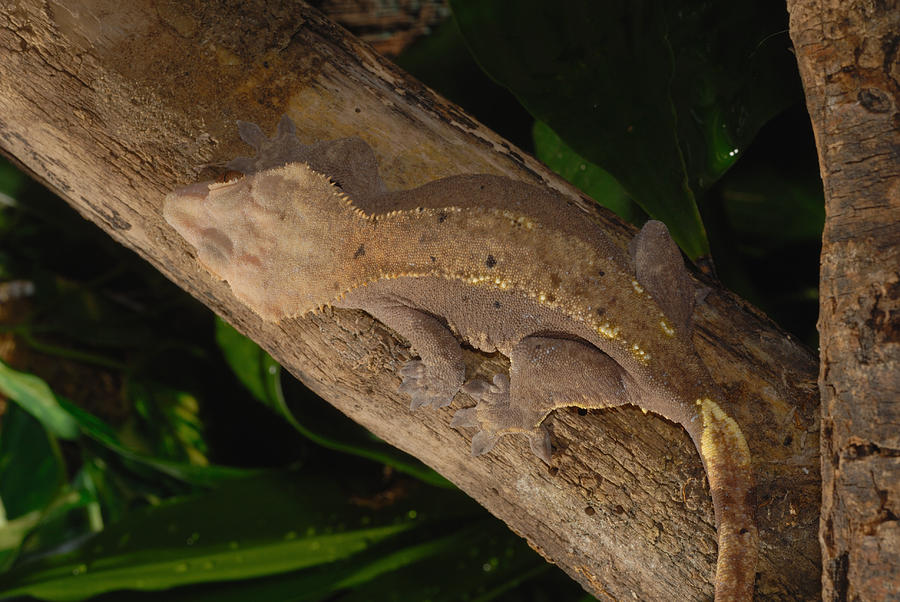 New Caledonian Crested Gecko #2 Photograph by John Mitchell