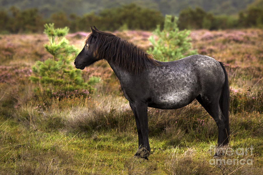 Nature Photograph - new Forest Pony #2 by Ang El