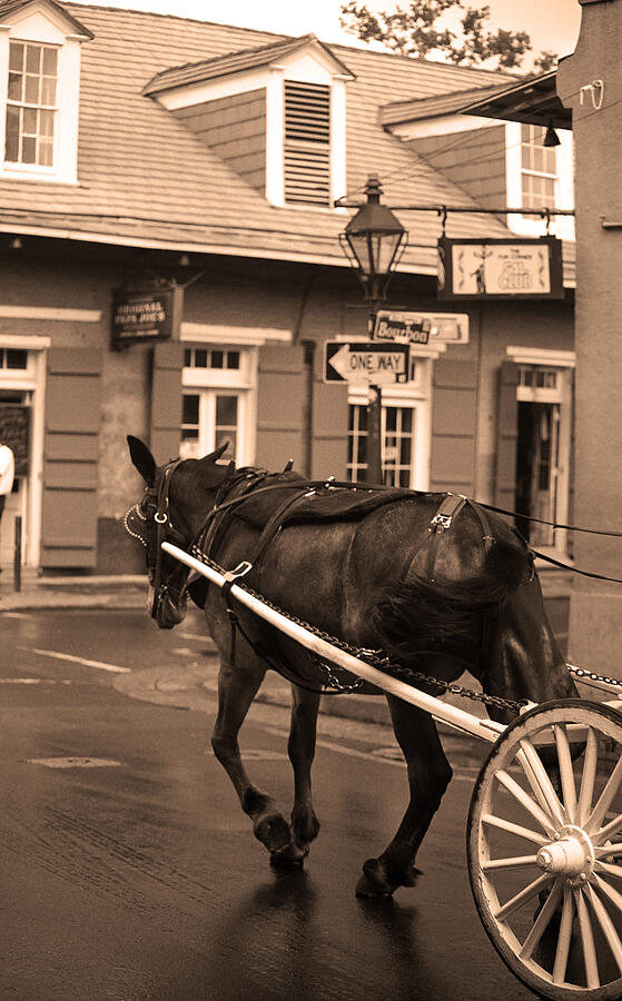 Animal Photograph - New Orleans - Bourbon Street Horse 3 by Frank Romeo