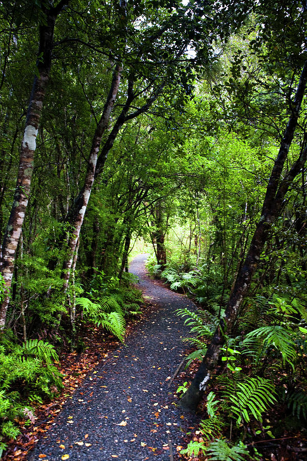 New Zealand Stewart Island, Ulva Island Photograph by Micah Wright ...