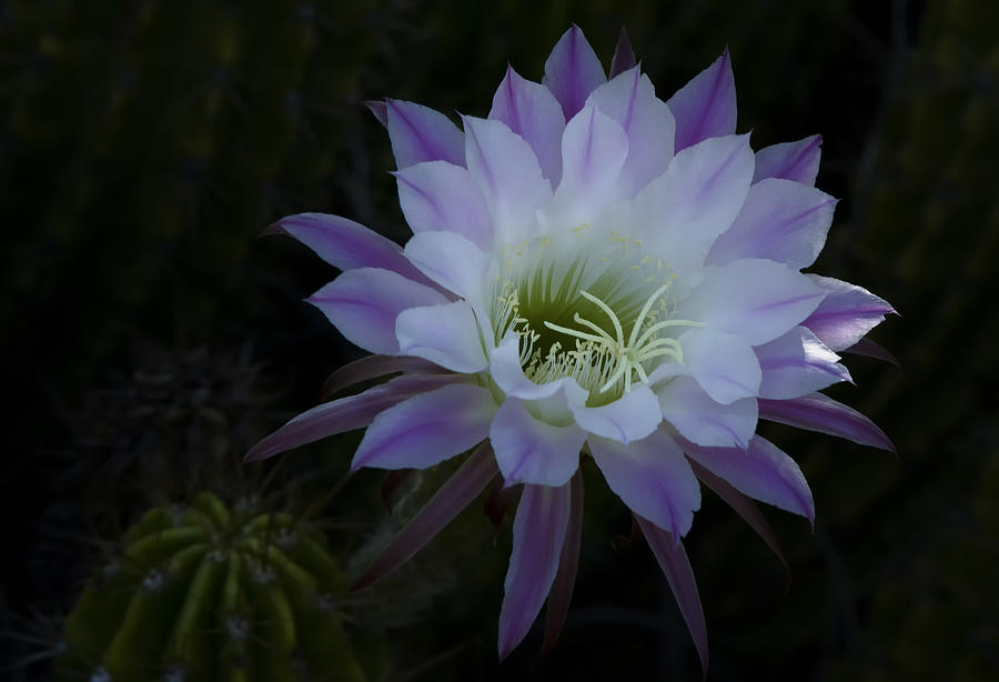 Night Blooming Cactus  #2 Photograph by Saija Lehtonen