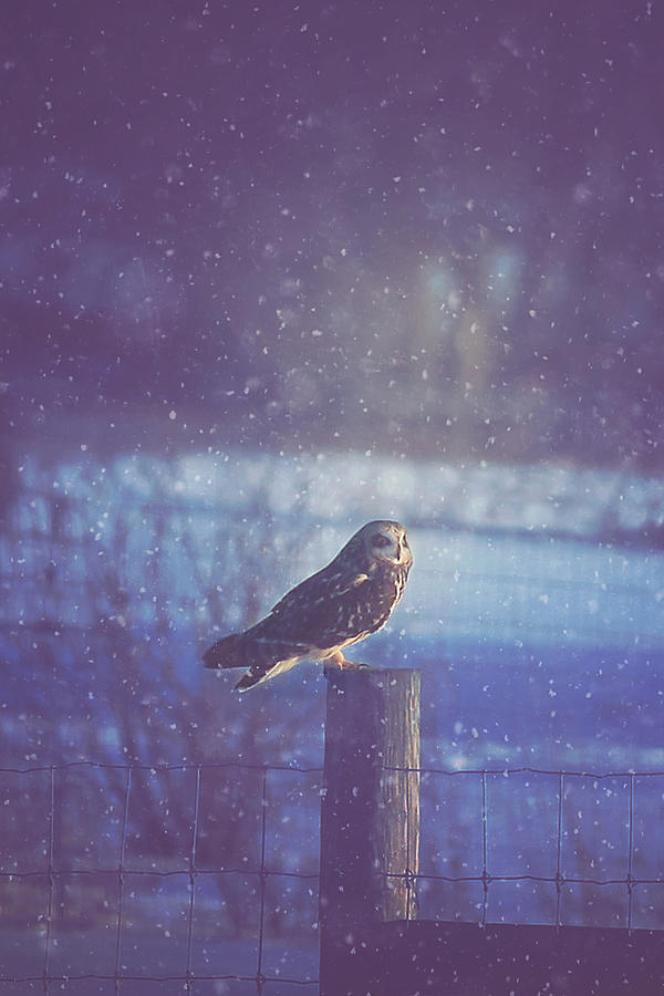 Winter Photograph - Night Owl #2 by Carrie Ann Grippo-Pike