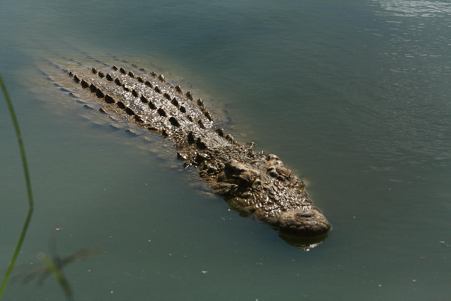 Nile Crocodile  #1 Photograph by Aidan Moran