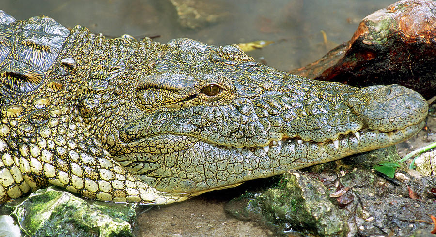 Nile Crocodile #2 Photograph by Millard H. Sharp