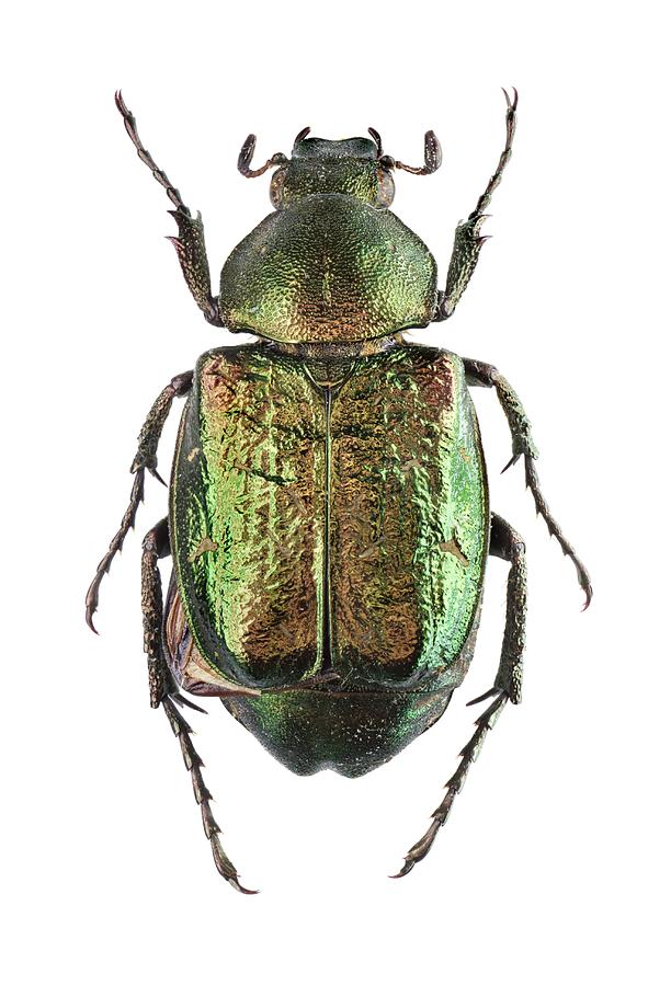 Noble Chafer Photograph by F. Martinez Clavel