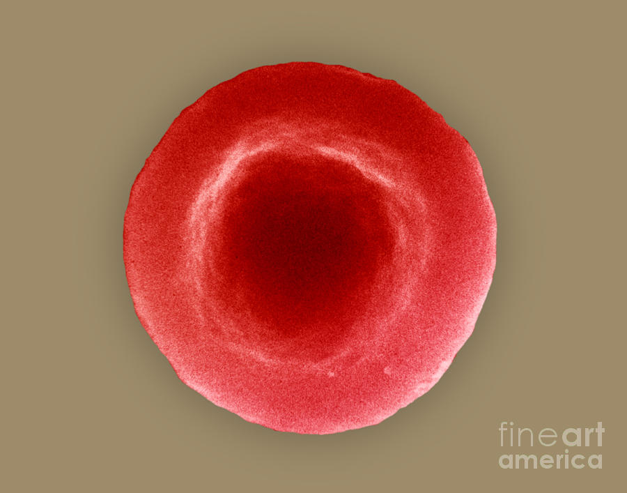 Normal Red Blood Cell #2 Photograph by David M. Phillips