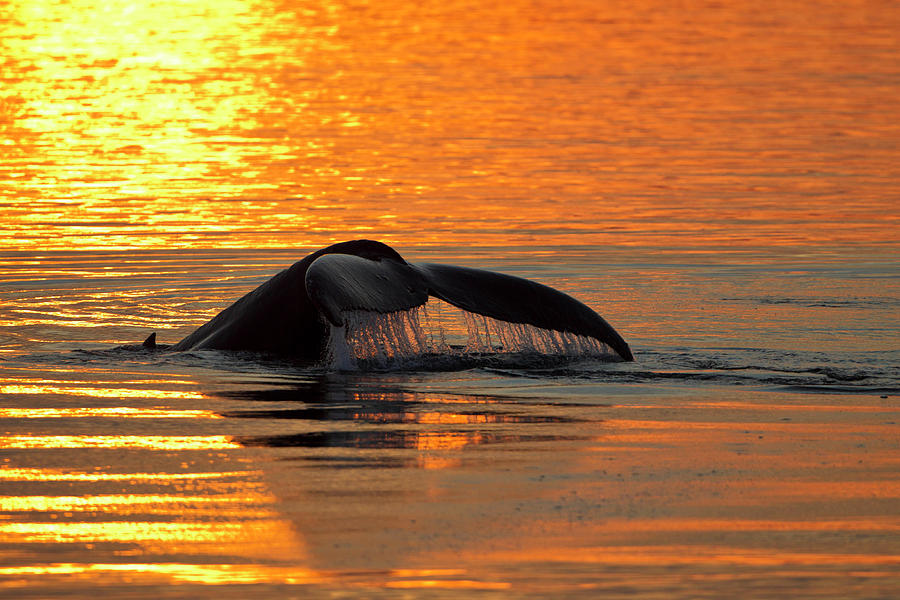 Whale Photograph - North America, USA, Alaska #2 by Joe and Mary Ann Mcdonald