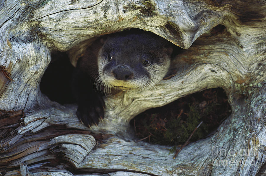 North American River Otter #2 Photograph by Art Wolfe
