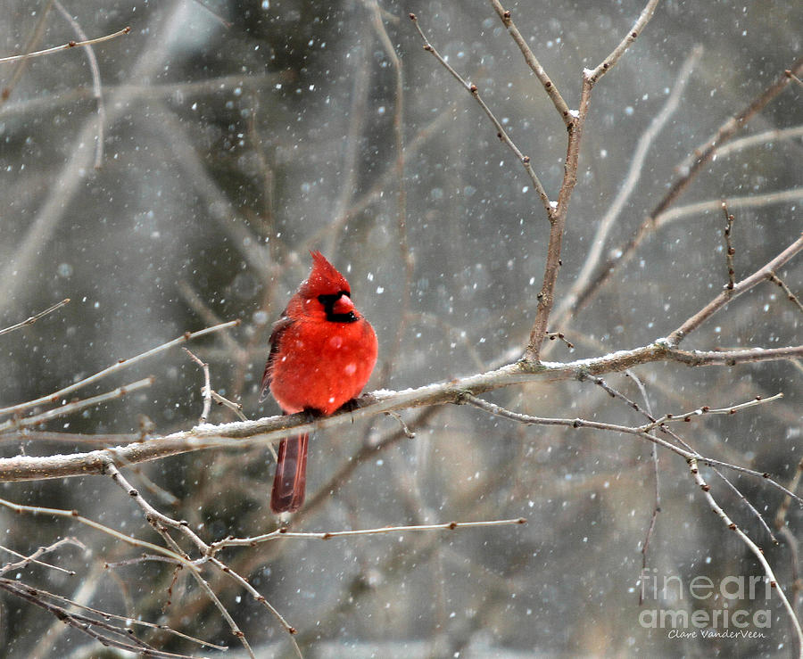 Northern Cardinal #2 Photograph by Clare VanderVeen