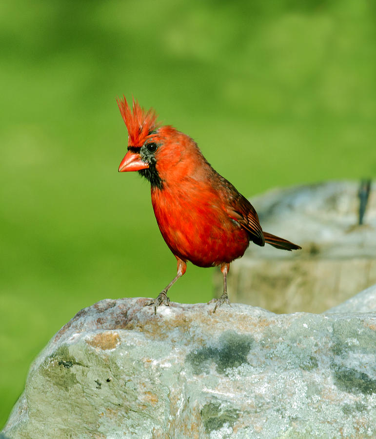 Bird Photograph - Northern Cardinal #2 by David Lester