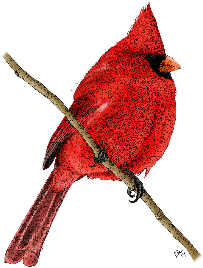 Northern Cardinal #2 Photograph by Roger Hall