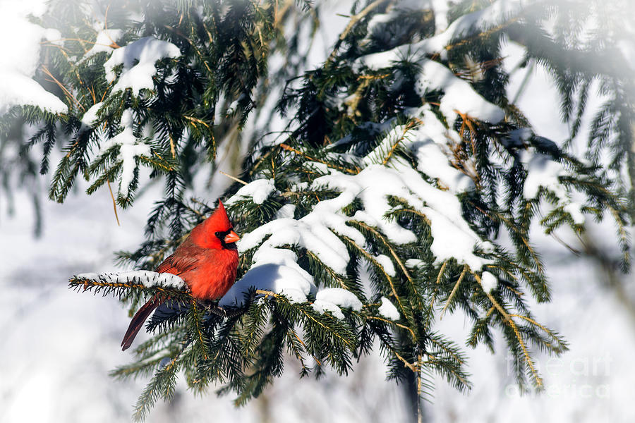 Northern Cardinal #2 Photograph by Thomas R Fletcher