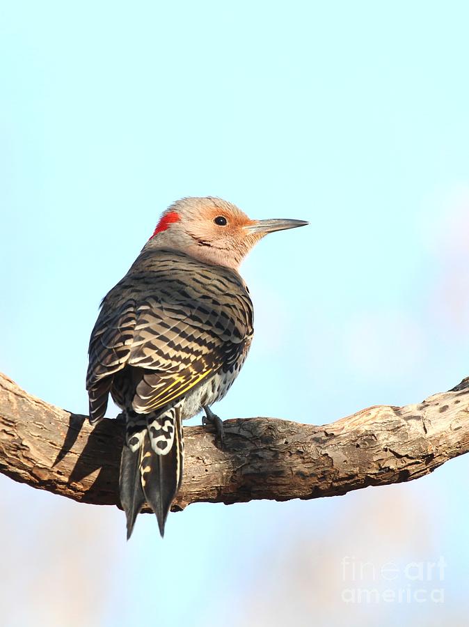 Nature Photograph - Northern Flicker #2 by Jack R Brock