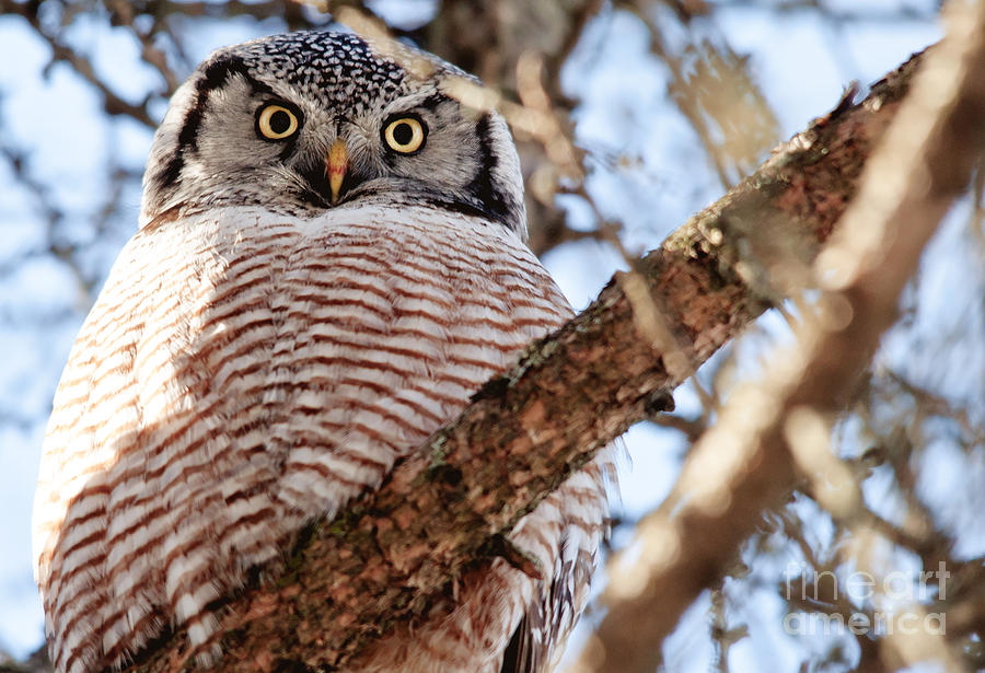 Northern Hawk Owl #2 Photograph by Cheryl Baxter