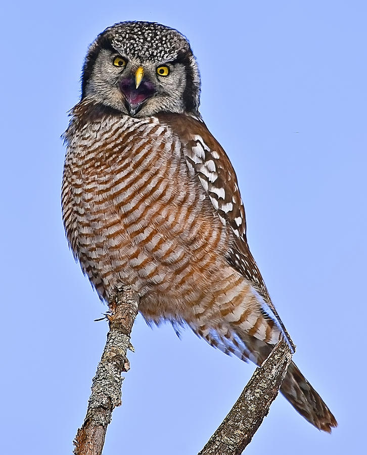 Northern Hawk Owl  #3 Photograph by John Vose