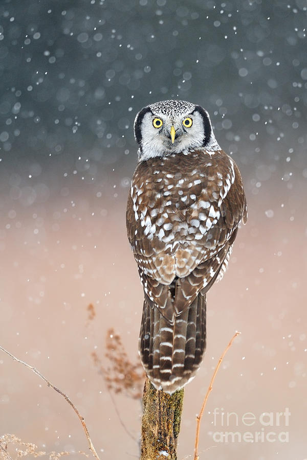 Northern Hawk Owl #4 Photograph by Scott Linstead