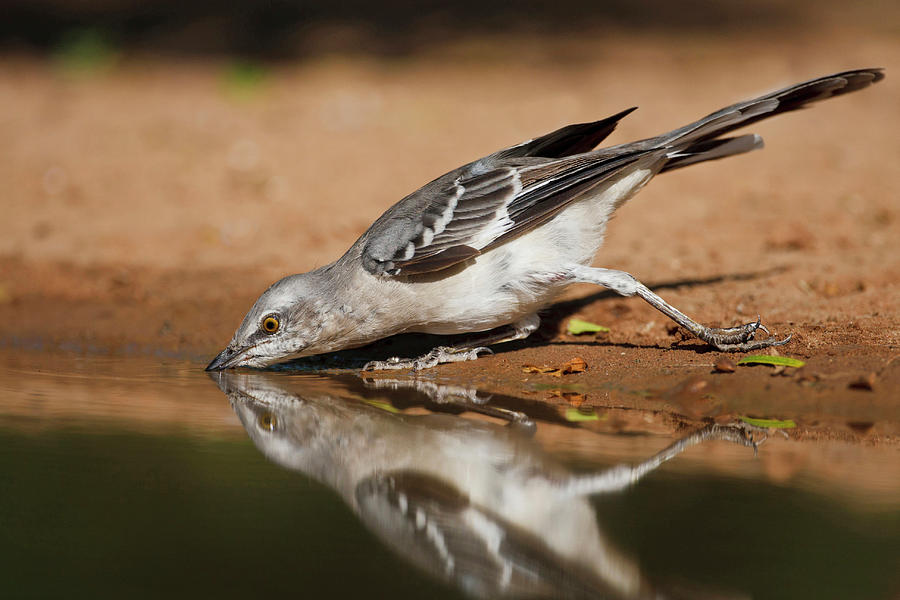 Bird Photograph - Northern Mockingbird (mimus Polyglottos #2 by Larry Ditto