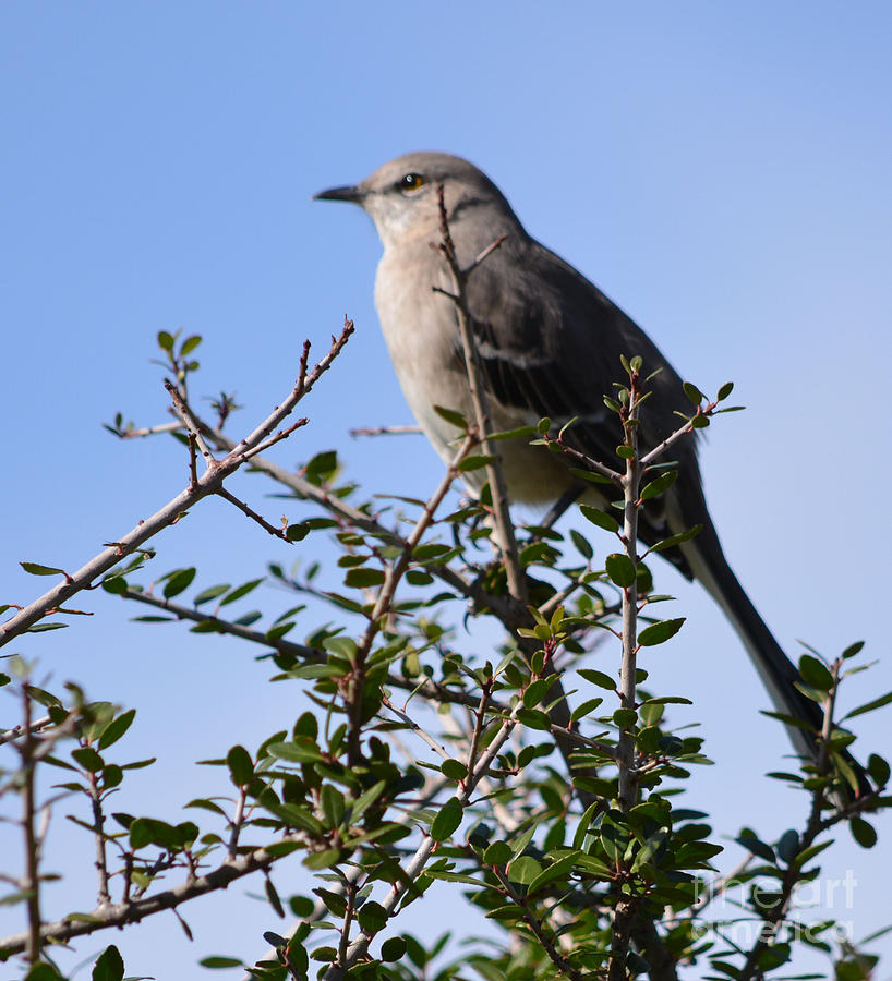 Northern Mockingbird Photograph by Ruth Housley