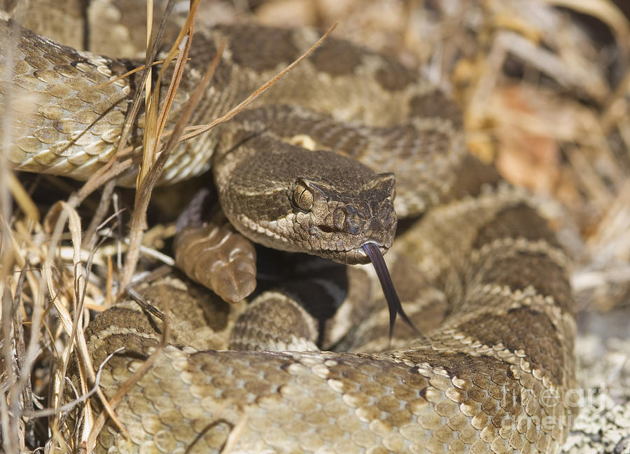 Northern Pacific rattlesnake by Dan Suzio Northern Pacific rattlesnake by Dan Suzio