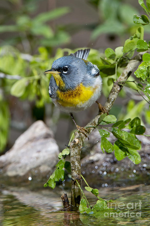 Warbler Photograph - Northern Parula #2 by Anthony Mercieca